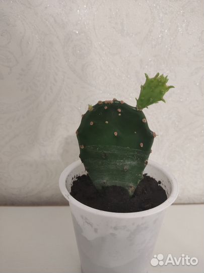 Кактус опунция