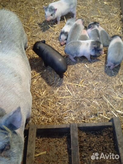 Вьетнамские вислобрюхие поросята