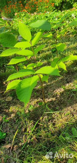 Маньчжурский орех саженцы