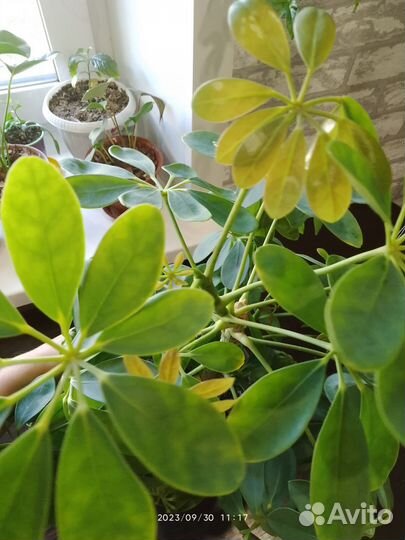 Комнатные цветы шефлера