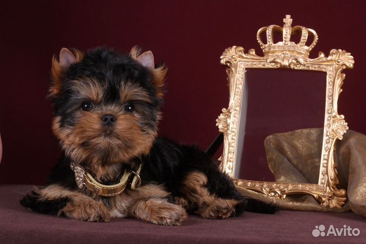 Йоркширские чудо-детки кокетки РКФ