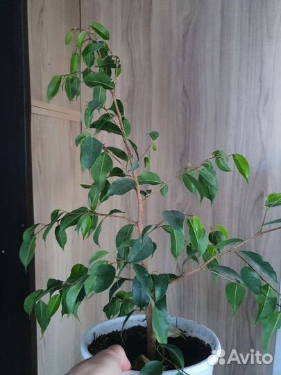 Фикус бенджамина