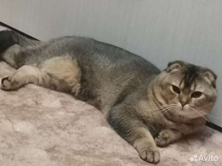 Шотландские кот вязка