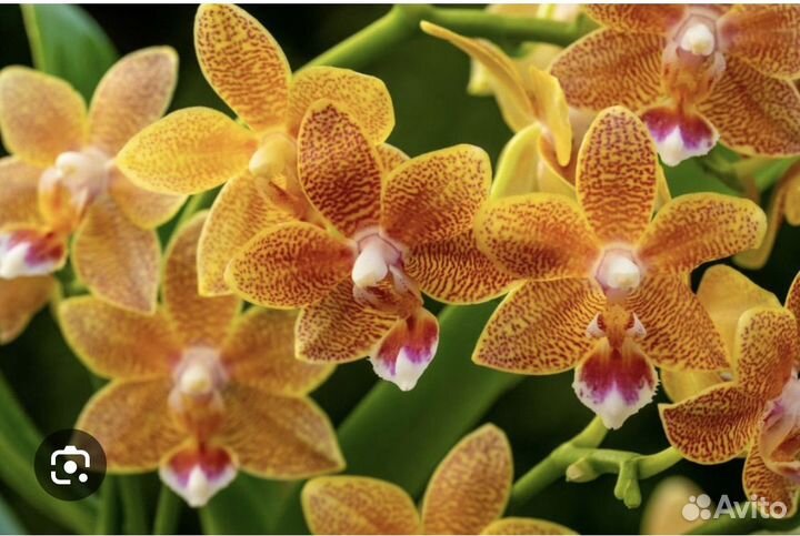 Не цветет. Мастерпис. Орхидея