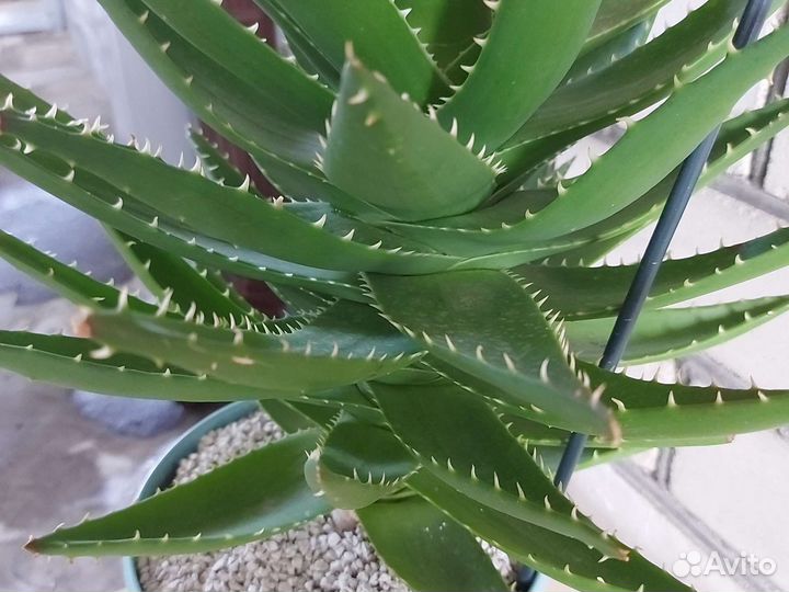 Сортовой алоэ