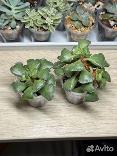 Адромискус