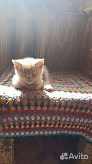 Игривые котята ищут дом