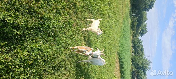 Нубийские козы козлы козлята