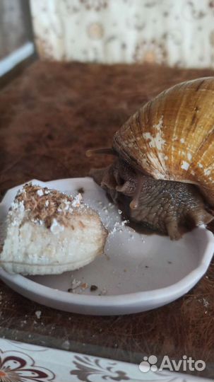 Улитка Ахатина