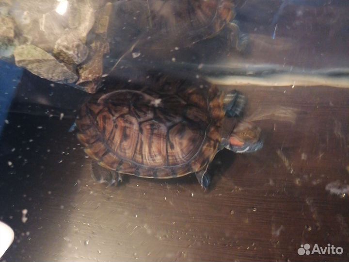 Террариум для красноухой черепахи