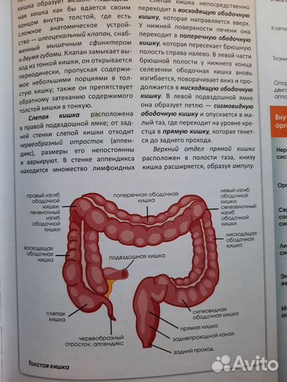 Анатомия атлас и учебник