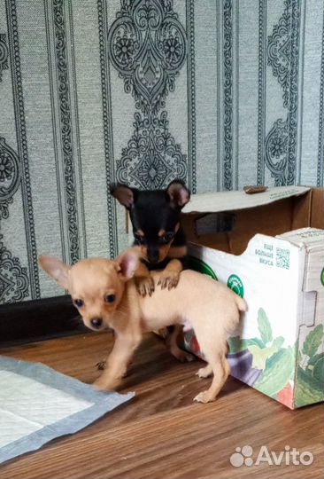 Мини той-терьер щенки