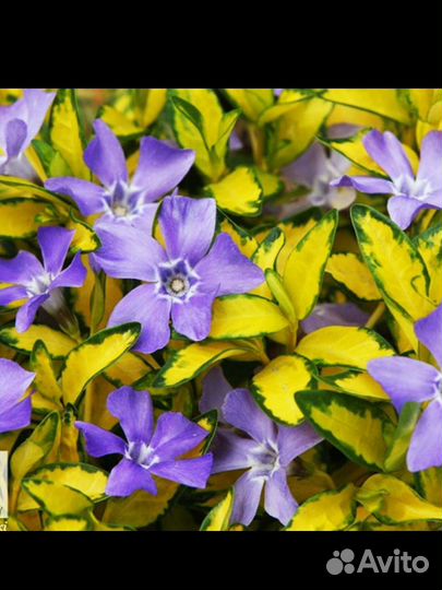 Многолетние растения