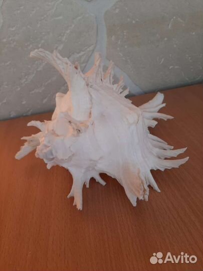 Ракушка Мюрекс