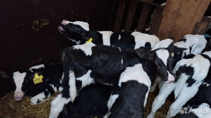Телята телки бычки бесплатная доставка до двора