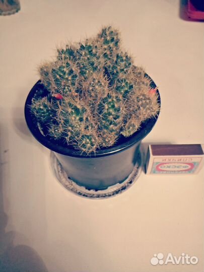 Кактусы маммилярия.Эхинопсис