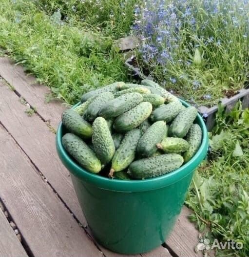 Продам Огурчики домашние