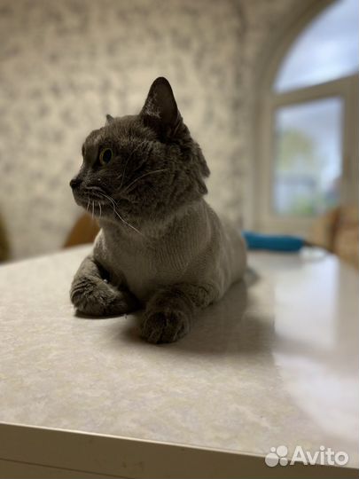 Стрижка кошек