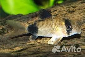Лорикария красная, Коридорасы:Штерба-голд неон