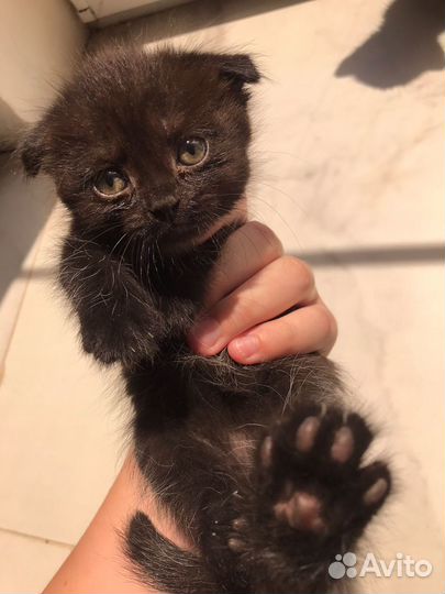 Котята в добрые руки даром