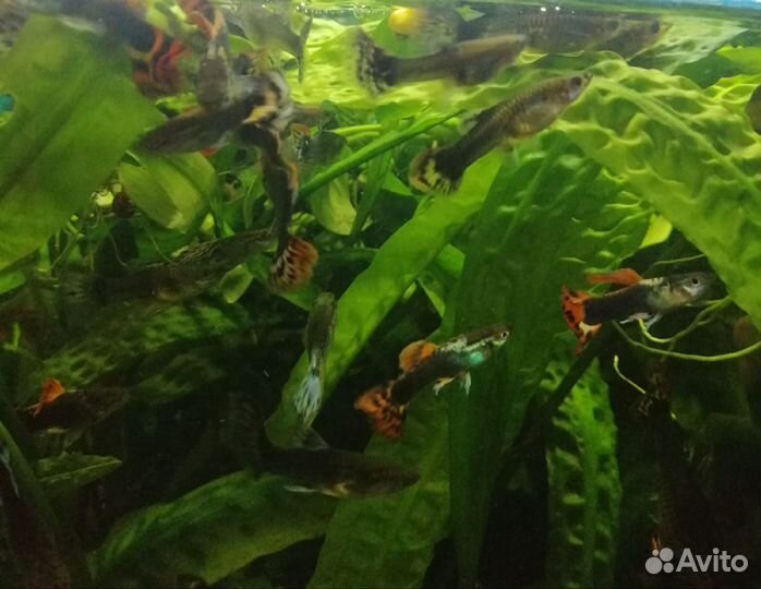 Рыбки гуппи