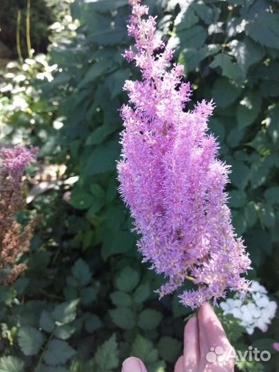 Астильба высокорослый сорт