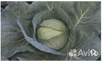 Семена Капусты 
