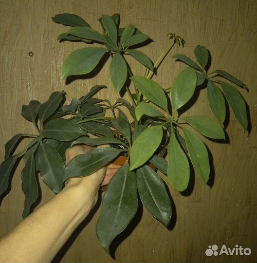 Цветы растения в офиса