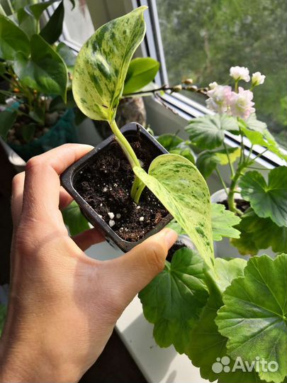 Рафидофора тетрасперма, монстера манки