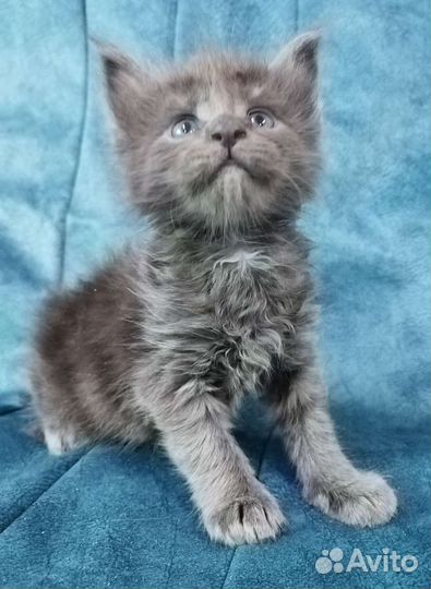 Котята мейн кун