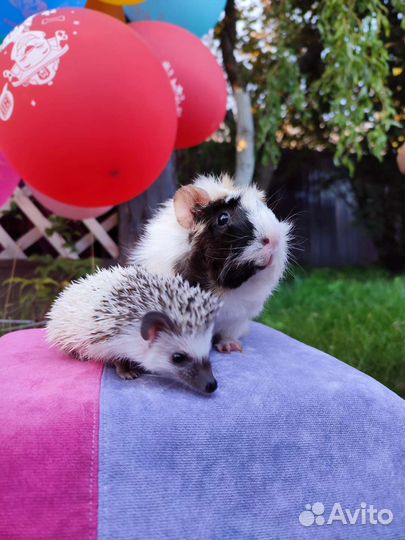 Шоу собачек на детский праздник. Аниматор