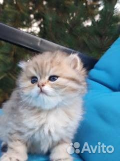 Супер красивые девочки