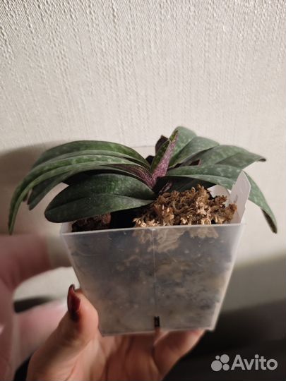 Paph. rungsuriyanum x niveum