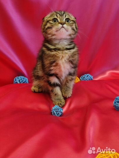 Шотландский золотой котенок