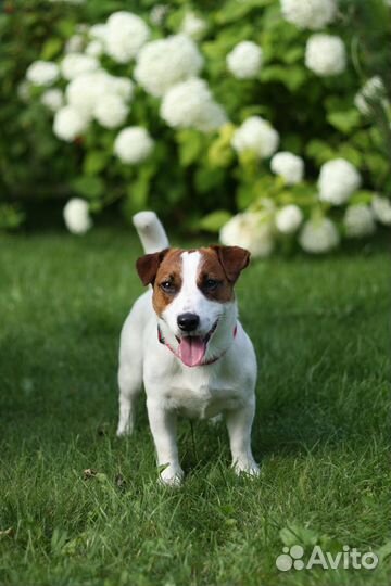 Миниатюрный кобель.Вязка