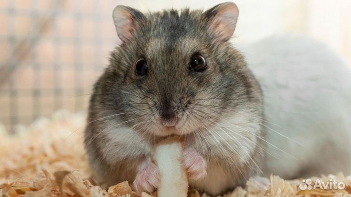Хомяк Джунгарский цветной
