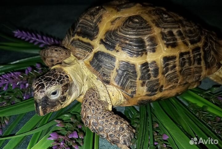 Черепаха сухопутная