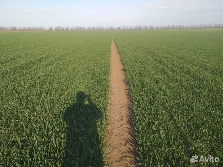 Аммофос 12:52