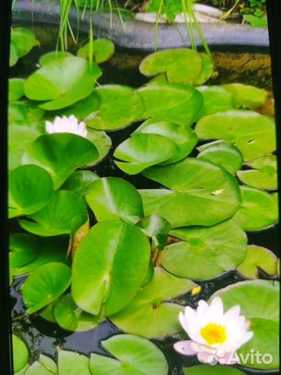 Крокусы,ирисы