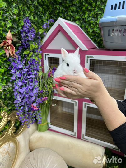 Декоративные карликовые кролики