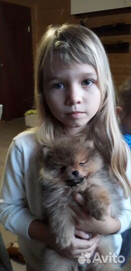 Щенки немецкого шпица