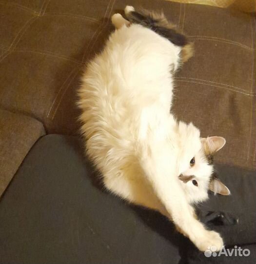 Кот в добрые руки