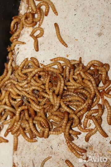 Кормовые насекомые