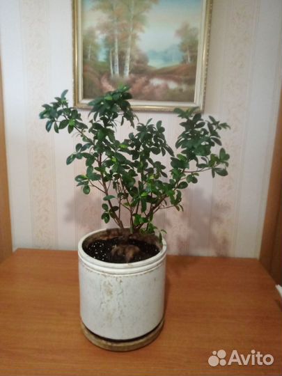Монстера