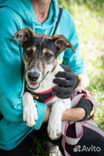 Чудесный щенок ищет свою семью