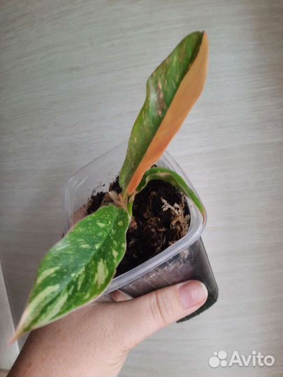 Филодендроны, эпипремнумы