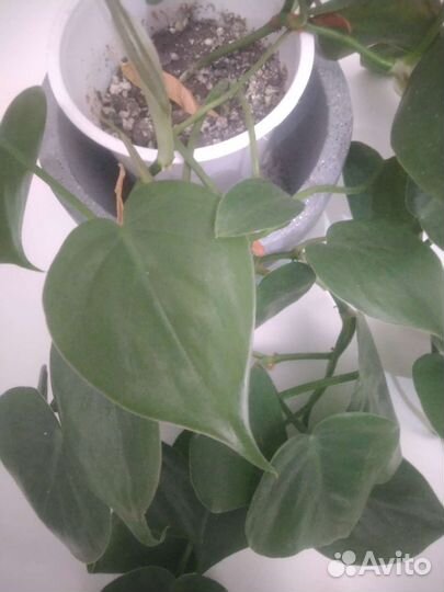 Филодендрон