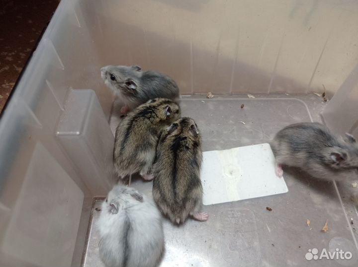 Джунгарские хомяки малыши