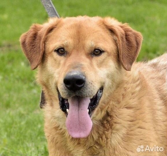 Трой. метис ретривера