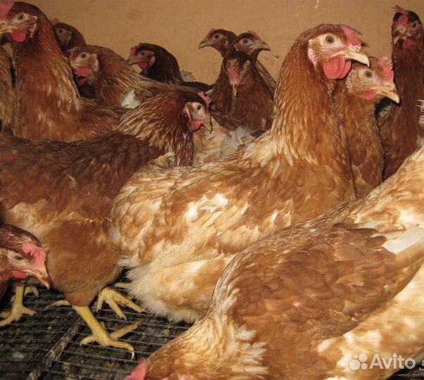 Курица Молодка красная